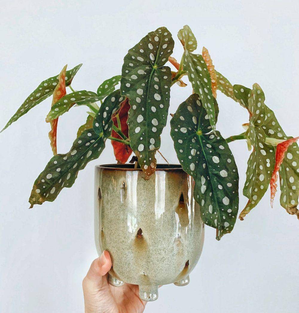 ilustrasi tanaman hias begonia (pexels.com/Diem Nguyen)