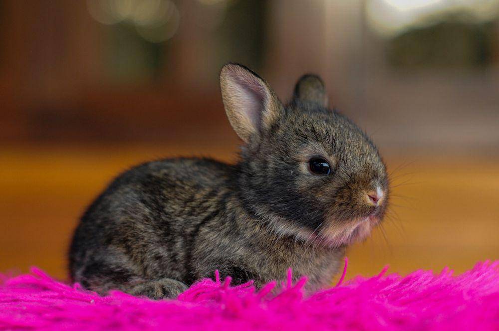 Kelinci Netherland Dwarf (pexel.com/Alejandro Orozco)