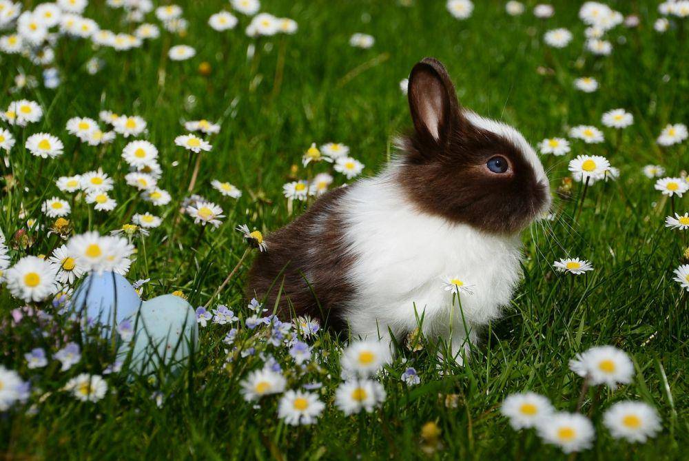 Kelinci Netherland Dwarf (pexel.com/Pixabay)