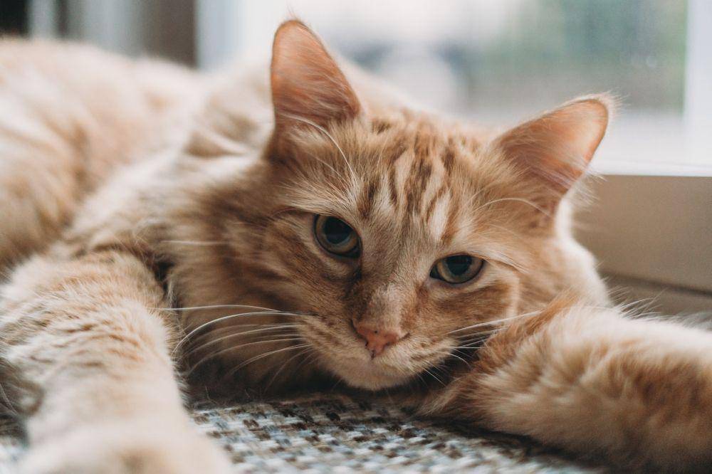 ilustrasi motif tabby pada kucing oranye yang memiliki bentuk khas huruf "M" di area wajah (pexels.com/Steven Van Elk)