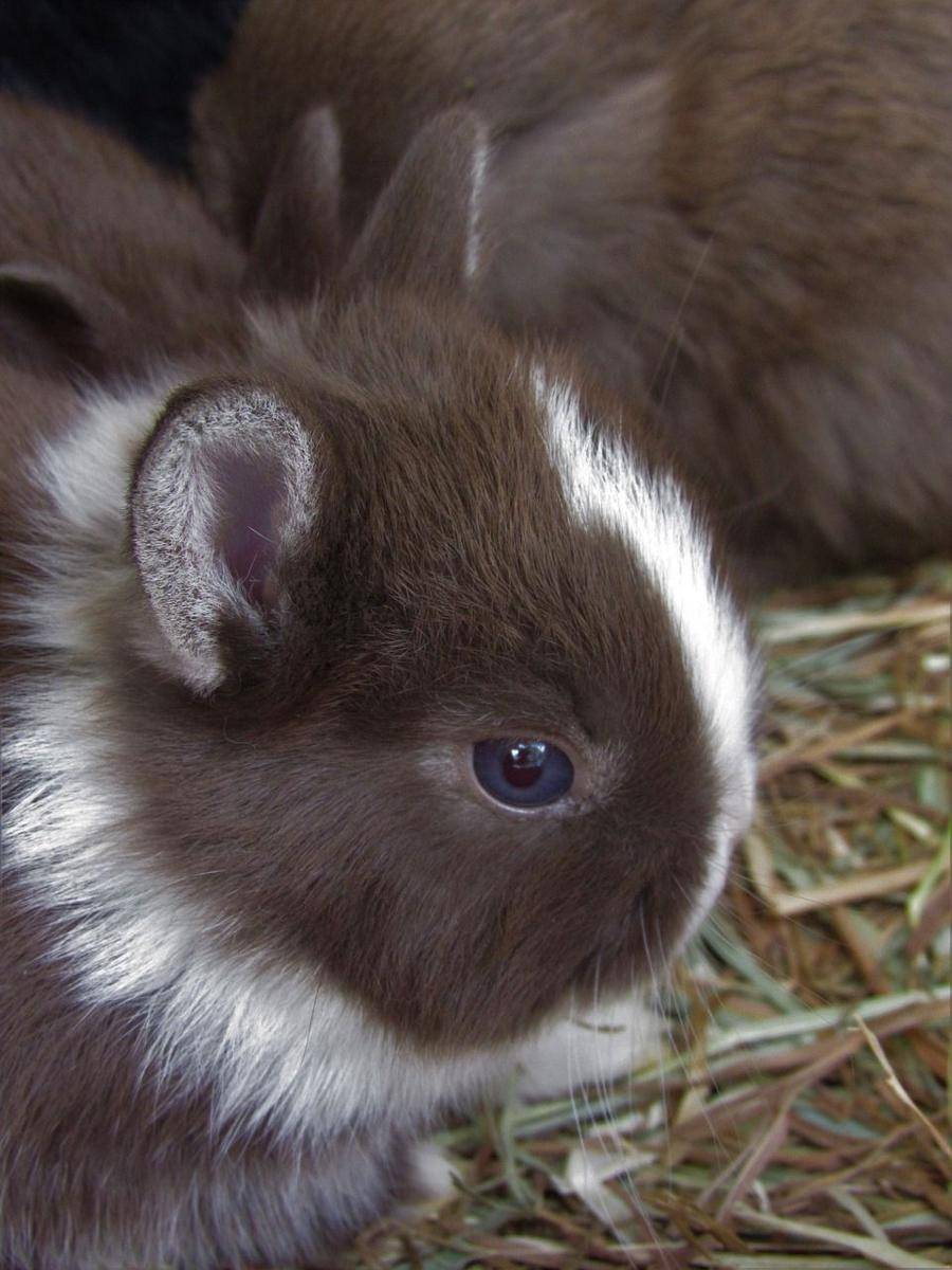 Kelinci Netherland Dwarf (pixabay.com/ReganE)