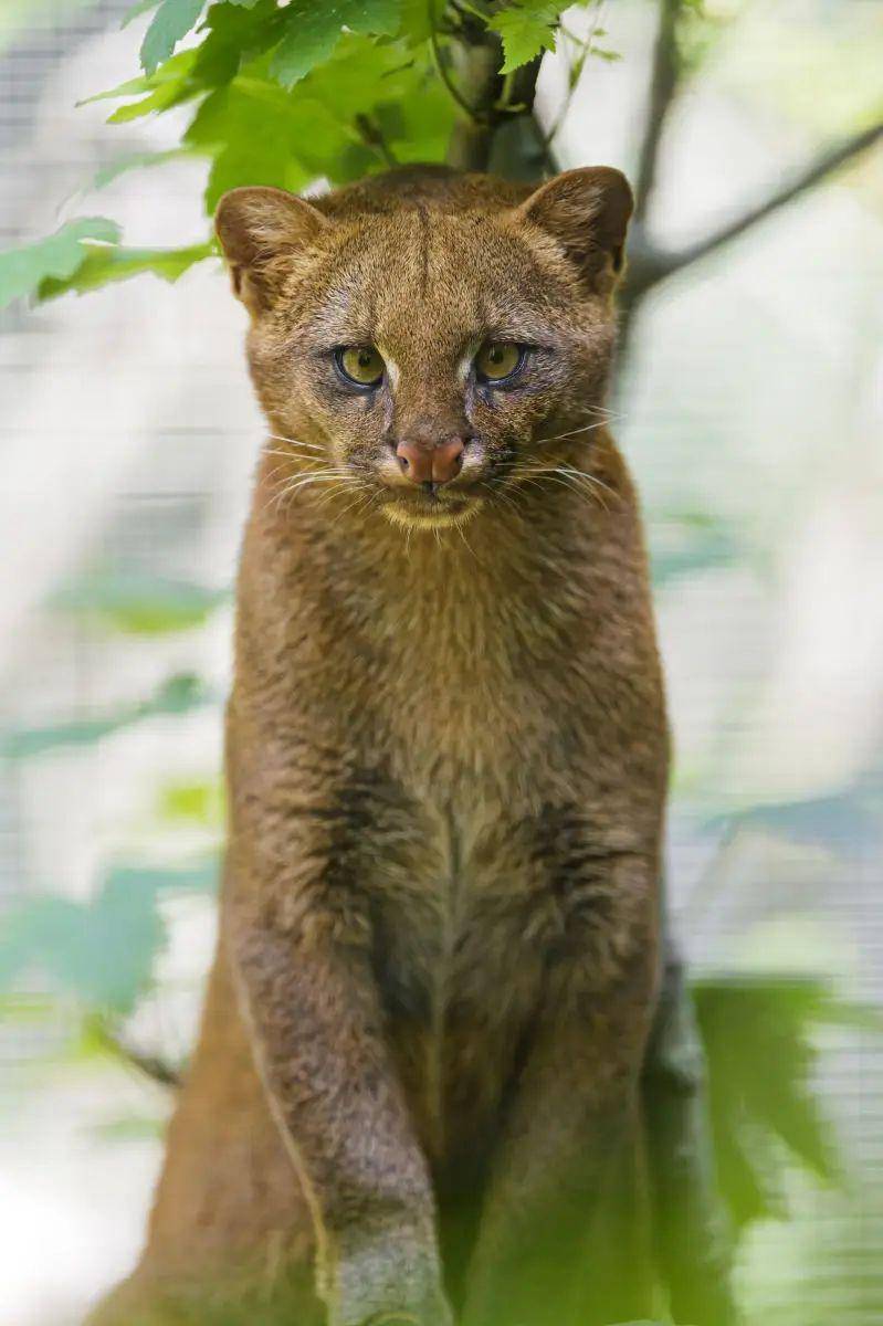 Kucing jaguarundi (animalia.bio/Animalia)