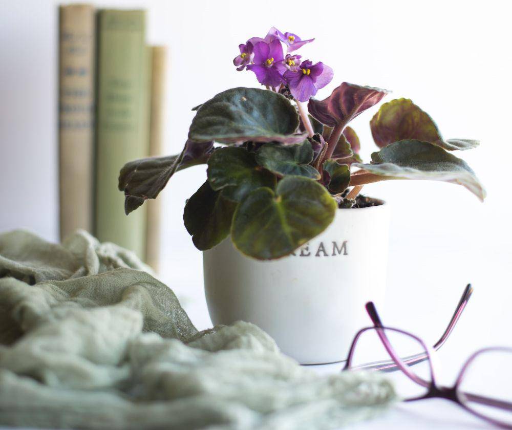 ilustrasi tanaman hias african violet (unsplash.com/Sixteen Miles Out)