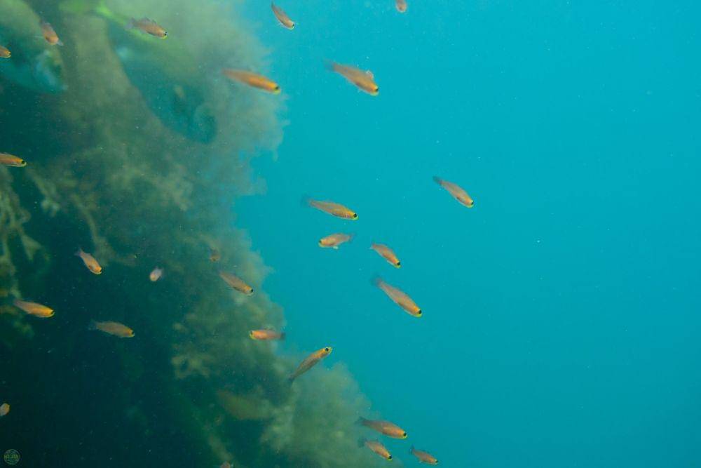 potret ikan Paedocypris Progenetica (flickr.com/Daishi Naruse)