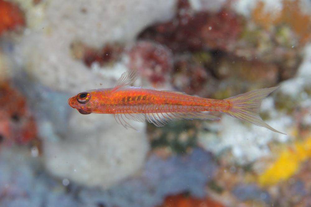 potret ikan Midget Dwarf Goby (flickr.com/Klaus Stiefel)