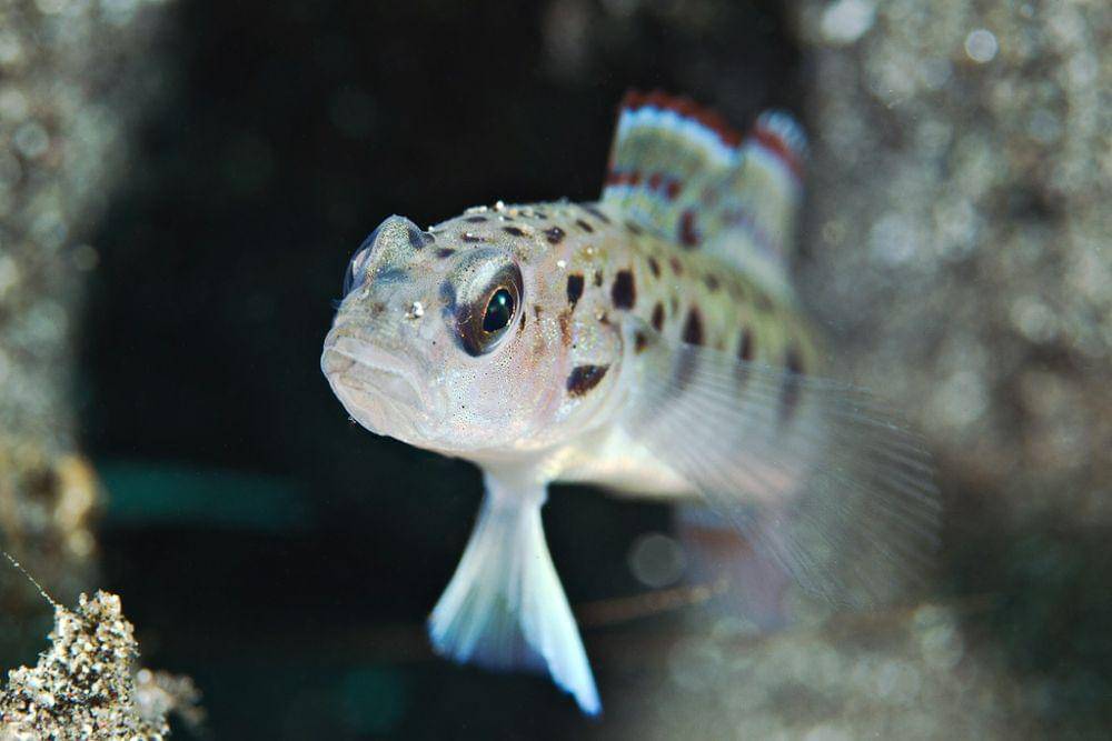 potret ikan Dwarf Pygmy Goby (flickr.com/Ludovic)
