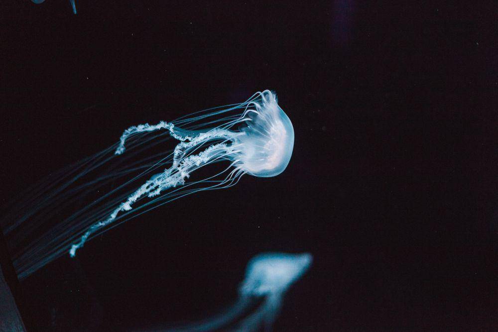 Ubur-ubur (unsplash.com/Elisha Terada)