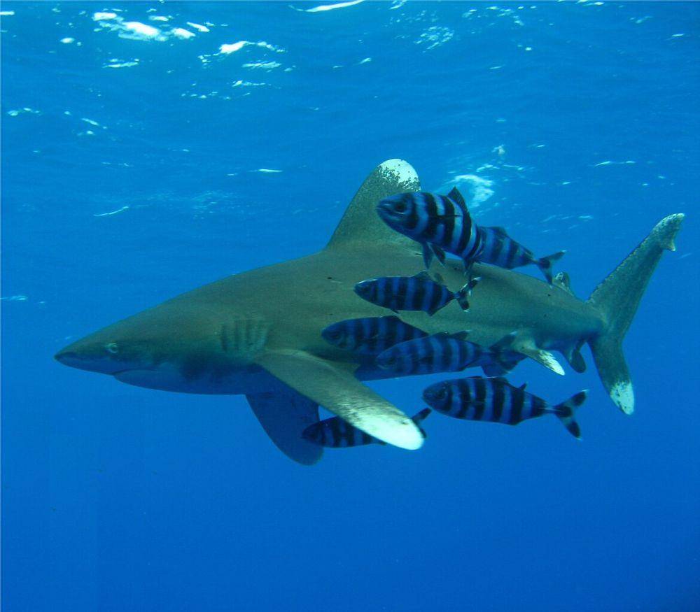 ilustrasi Oceanic Whitetip (commons.wikimedia.org)