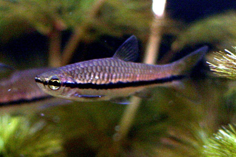 Rasbora einthovenii. (wikimedia.org/Lerdsuwa)