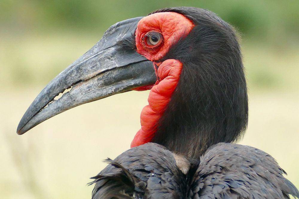 tampak dekat burung southern ground hornbill jantan (commons.wikimedia.org/Bernard DUPONT)