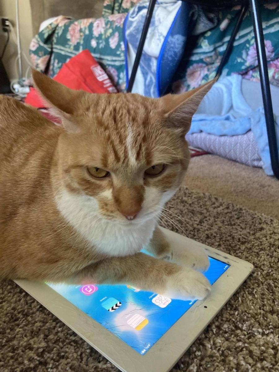 potret kucing duduk di tablet (reddit.com/user/iphones2g-)