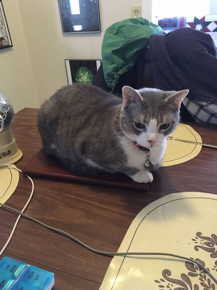 potret kucing duduk di tablet (reddit.com/user/NormanB616)