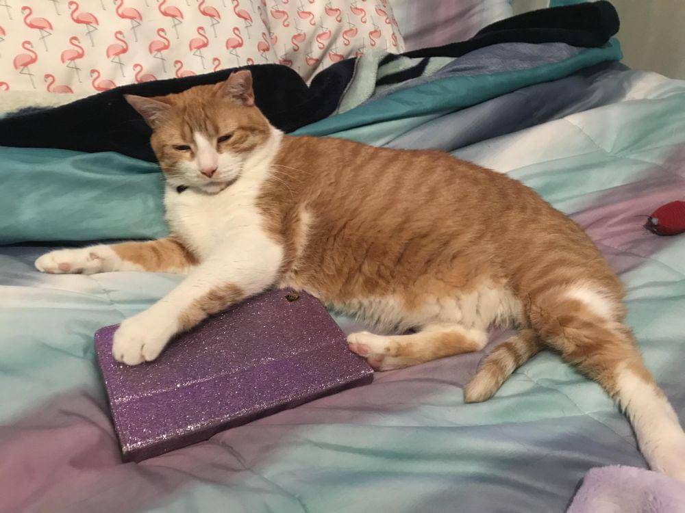 potret kucing duduk di tablet (reddit.com/user/Meeko9893)