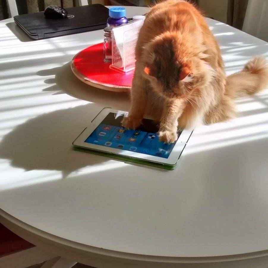 potret kucing duduk di tablet (reddit.com/user/beak765)