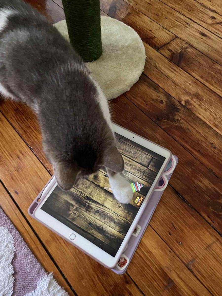 potret kucing duduk di tablet (reddit.com/user/Affectionate_Year444)