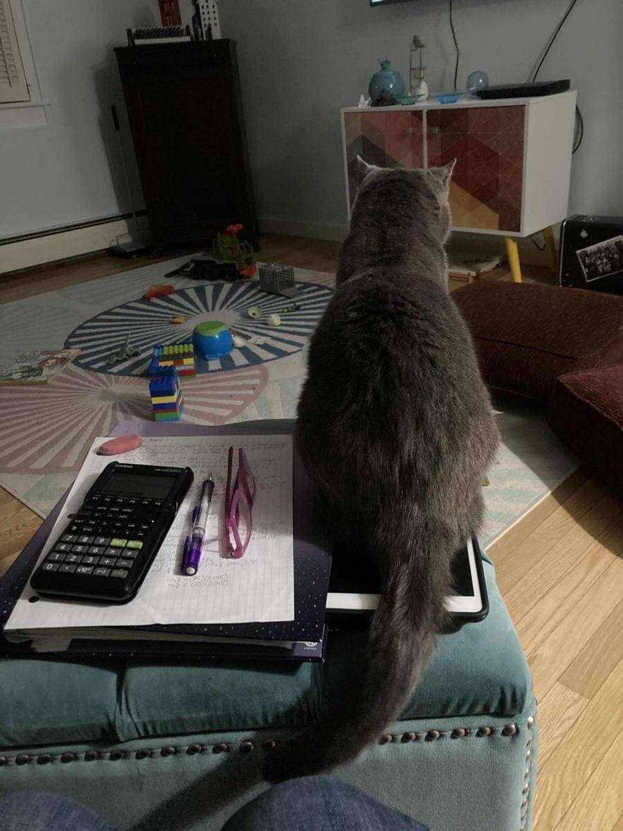 potret kucing duduk di tablet (reddit.com/user/seahorse_party)