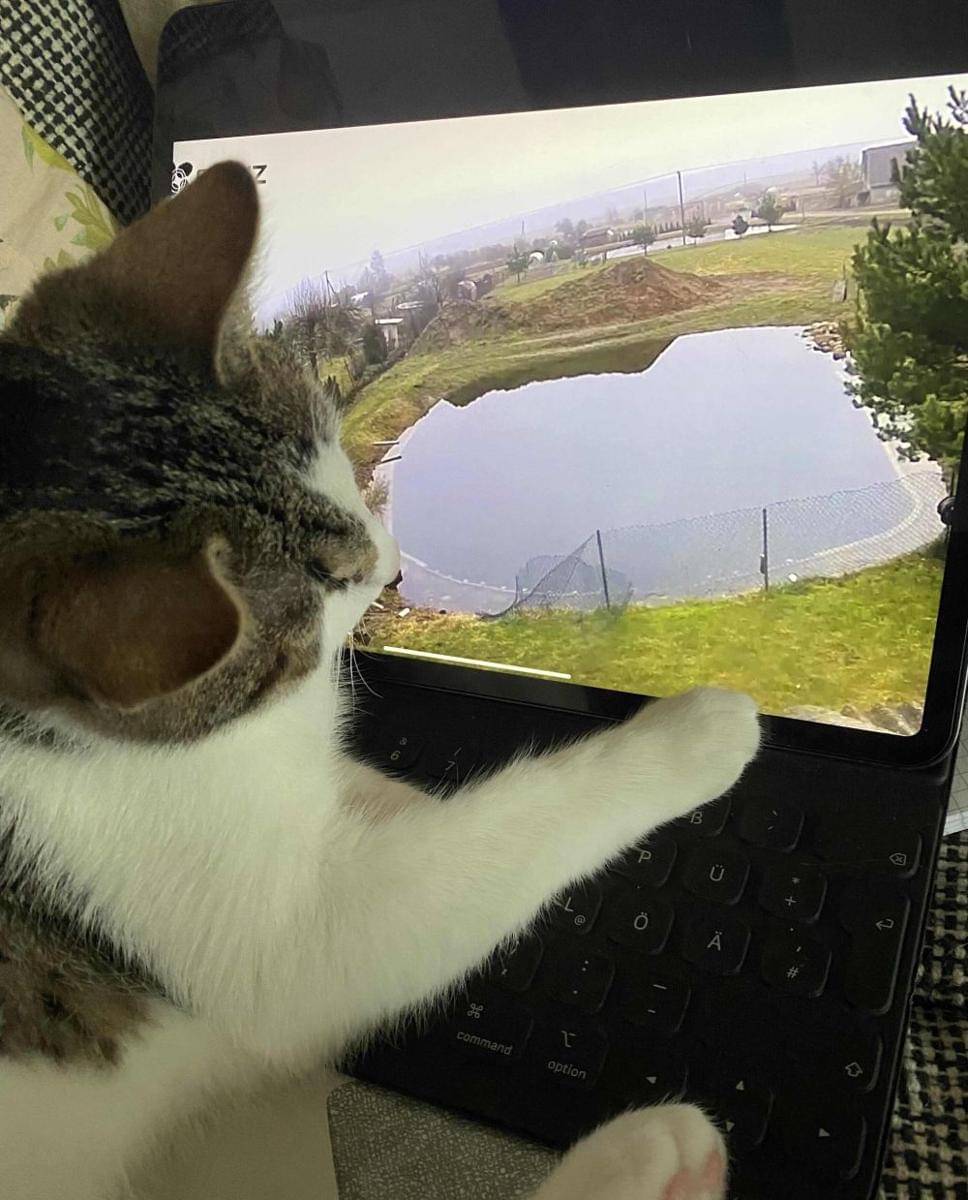 potret kucing duduk di tablet (reddit.com/user/dacatstronautinspace)