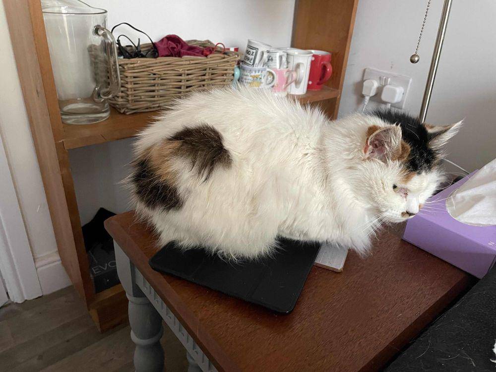 potret kucing duduk di tablet (reddit.com/user/Deadpoolio32)