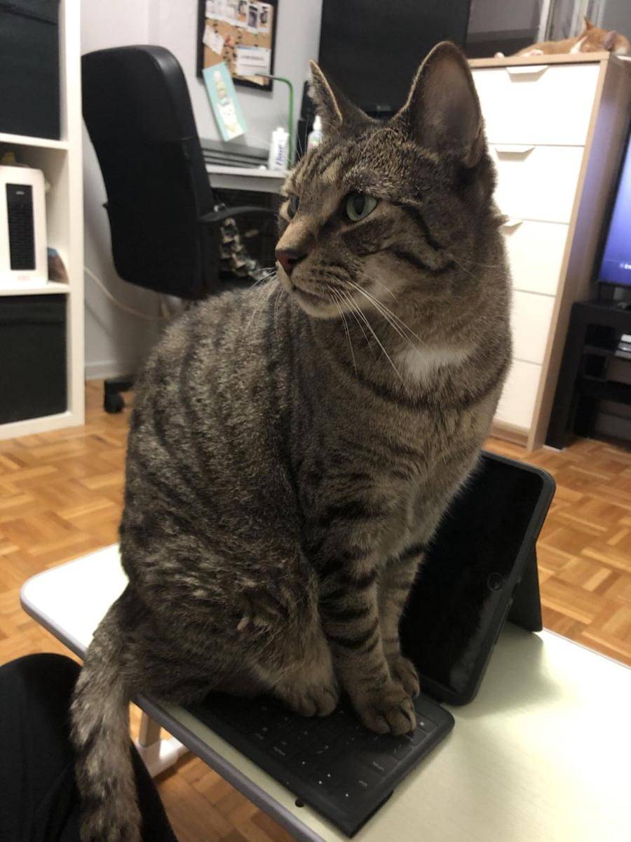 potret kucing duduk di tablet (reddit.com/user/nocinnamonplease)