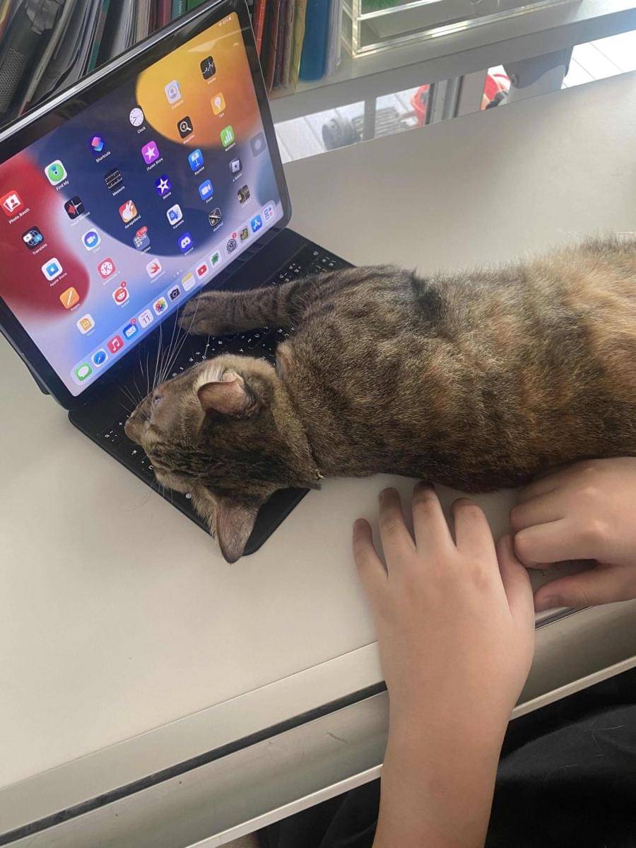 potret kucing duduk di tablet (reddit.com/user/YippeeKiYay1097)