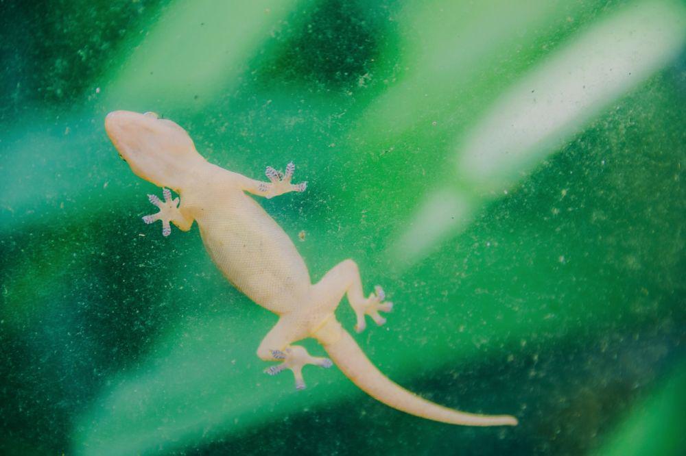 5 Arti Kejatuhan Bangkai Cicak, Pertanda Baik atau Buruk?