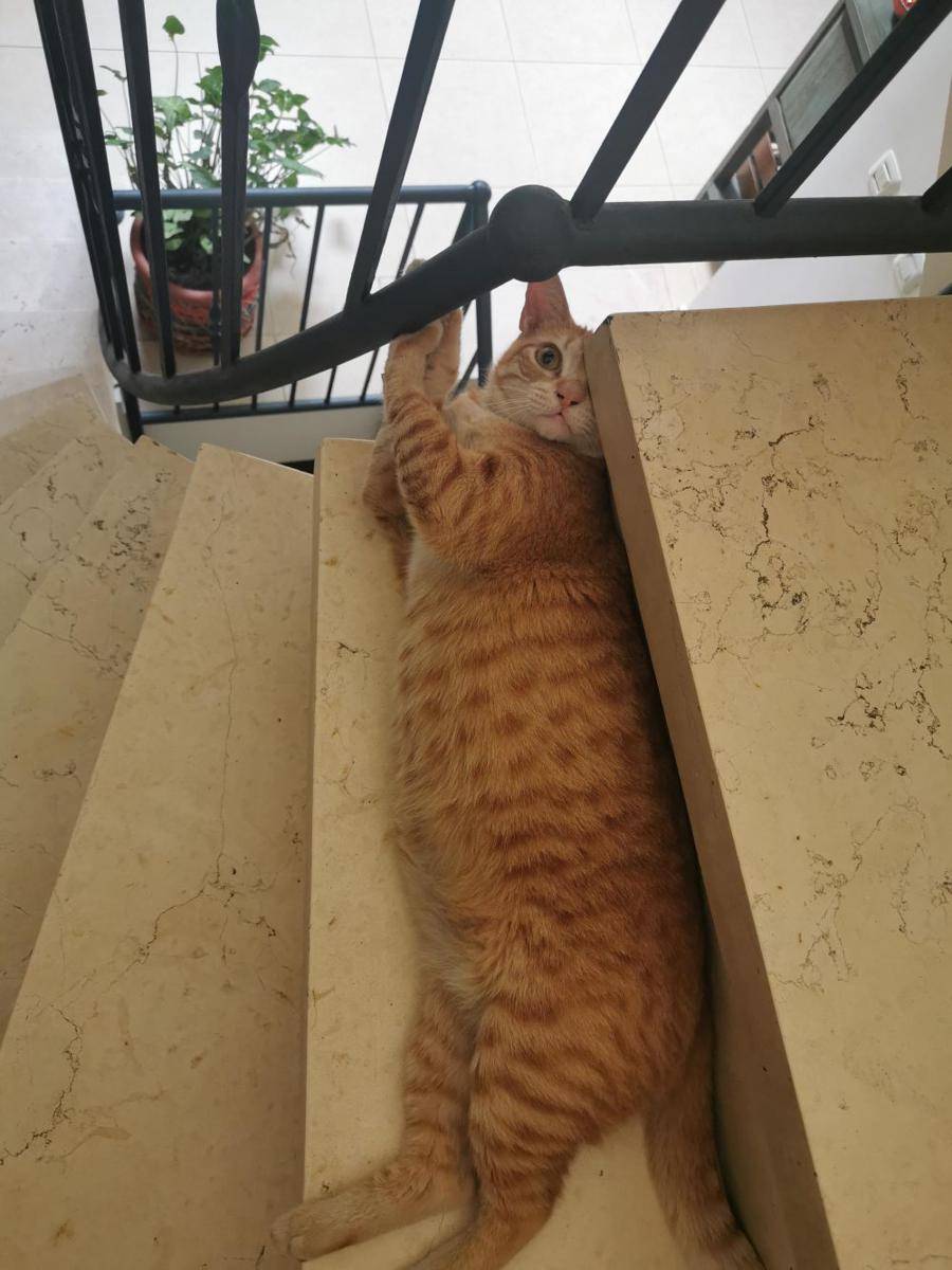 potret kucing gemoy nongkrong di tangga (reddit.com/user/Guy24Levy)