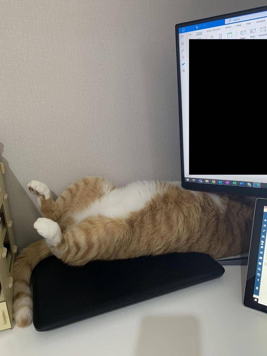potret kucing jadi tukang servis barang elektronik (reddit.com/user/likeliterellie)