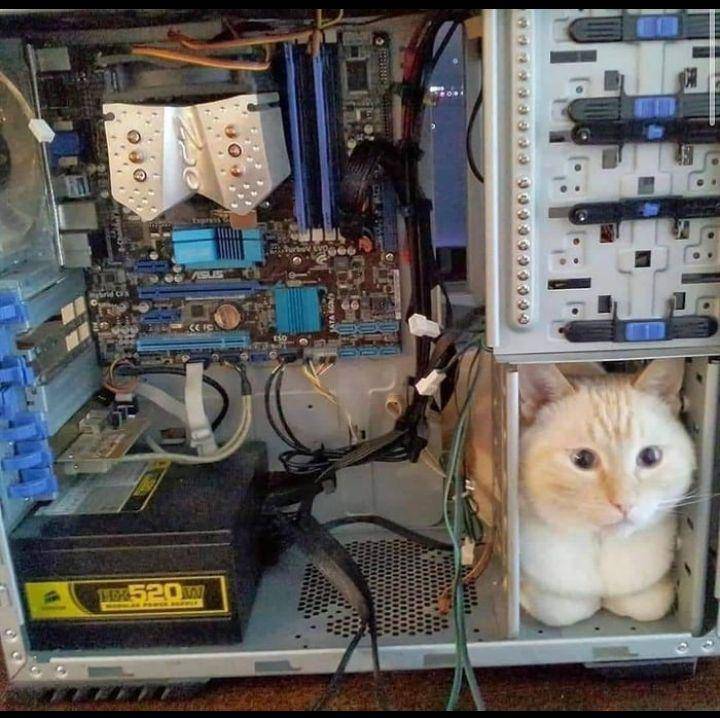potret kucing jadi tukang servis barang elektronik (reddit.com/user/cactuskitty13)