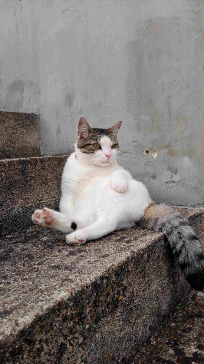 potret kucing gemoy nongkrong di tangga (reddit.com/user/T0RN4D0-TWI2T3R)