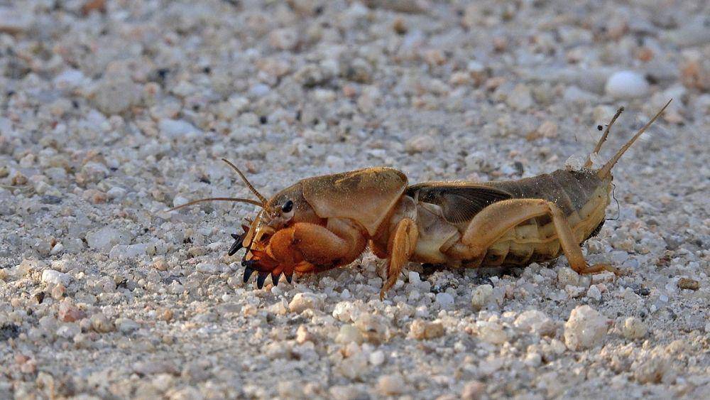 ilustrasi Gryllotalpa gryllotalpa (commons.wikimedia.org/Juan lacruz)