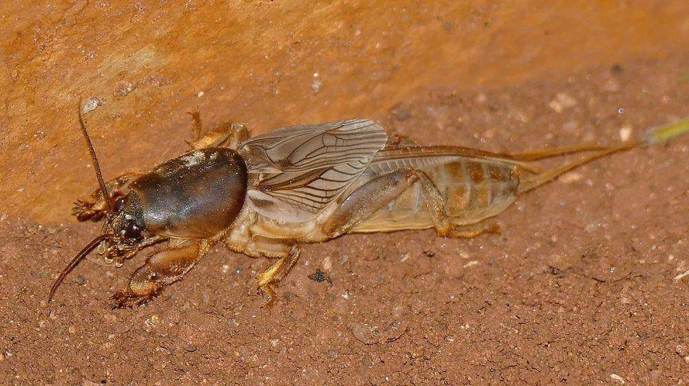 ilustrasi Gryllotalpa africana (commons.wikimedia.org/Bernard DUPONT)