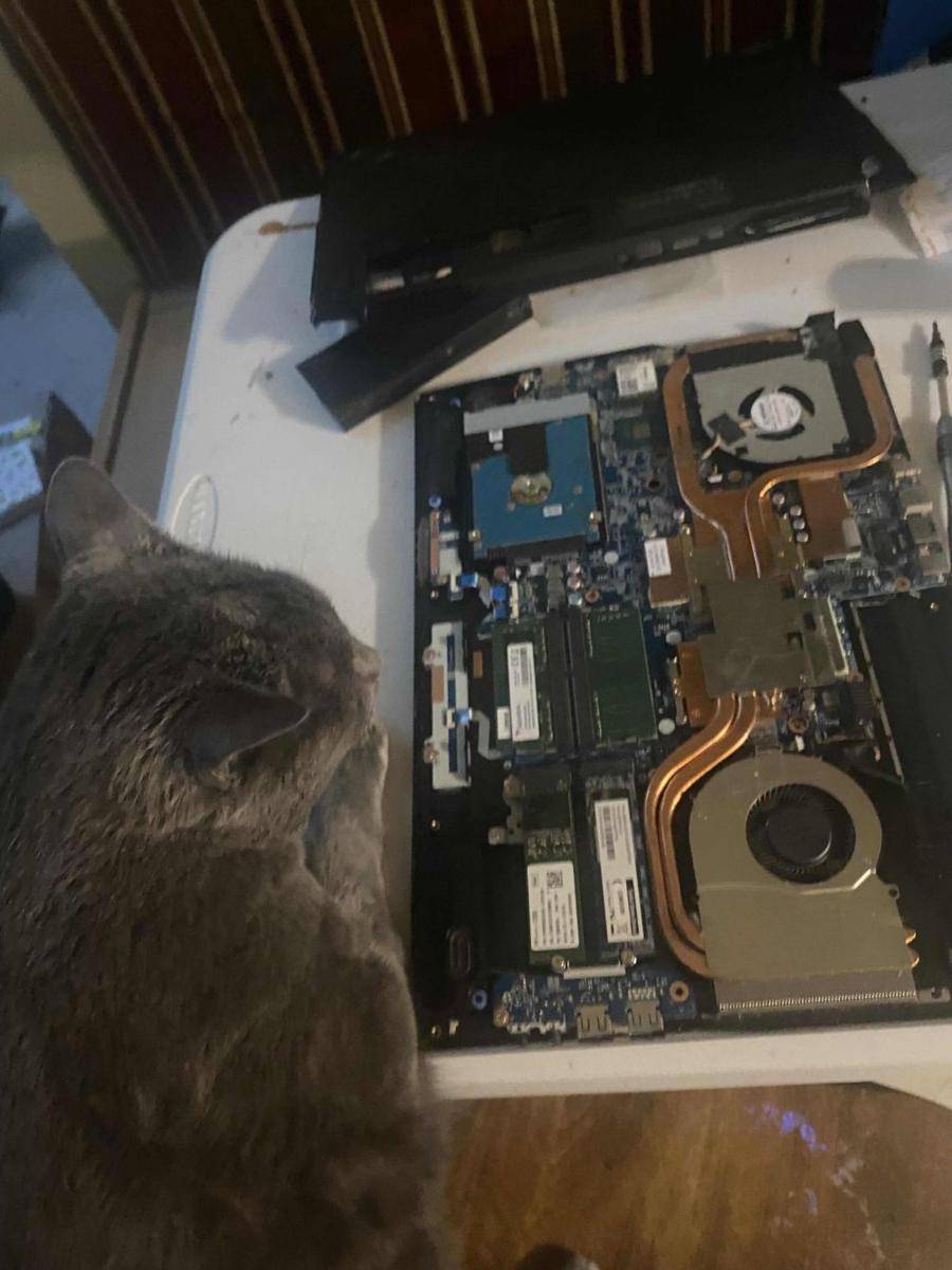 potret kucing jadi tukang servis barang elektronik (reddit.com/user/maxthecat5905)