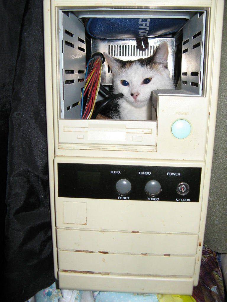 potret kucing jadi tukang servis barang elektronik (reddit.com/user/froginatinyhat)