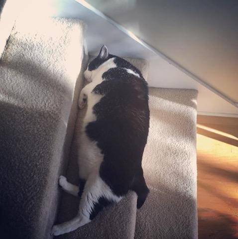potret kucing gemoy nongkrong di tangga (reddit.com/r/Chonkers)