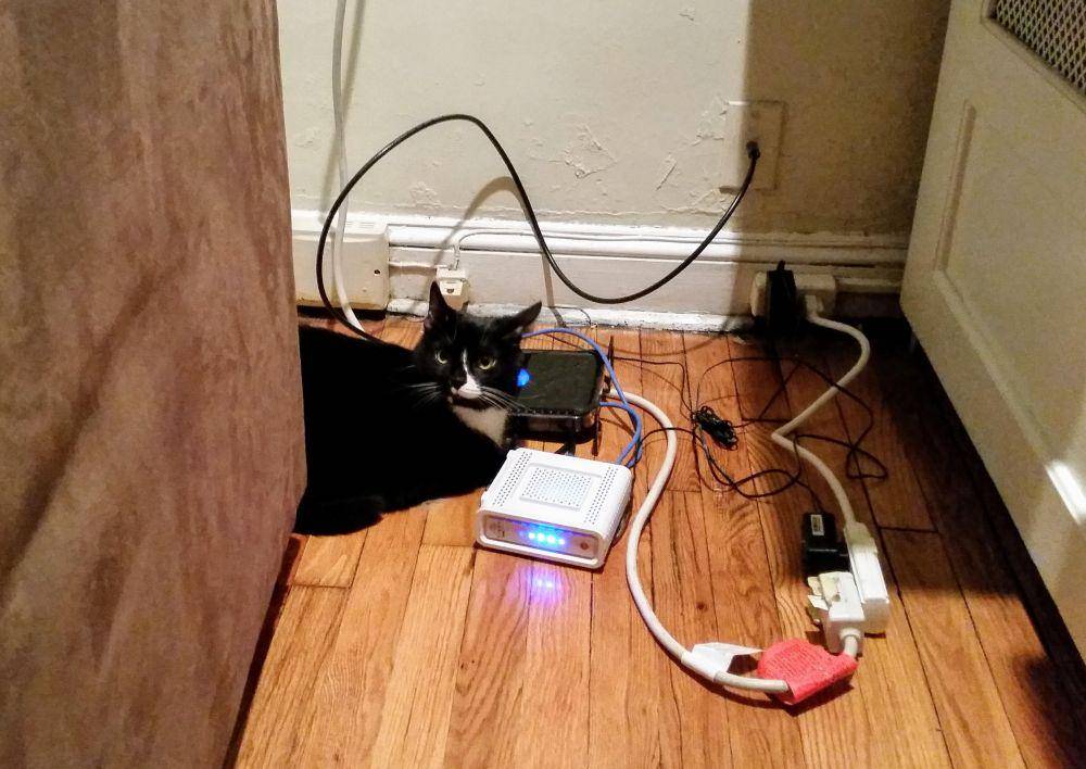 potret kucing jadi tukang servis barang elektronik (reddit.com/user/PierceBrosman)