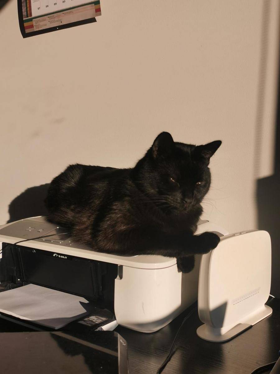 potret kucing jadi tukang servis barang elektronik (reddit.com/user/chinbickens)