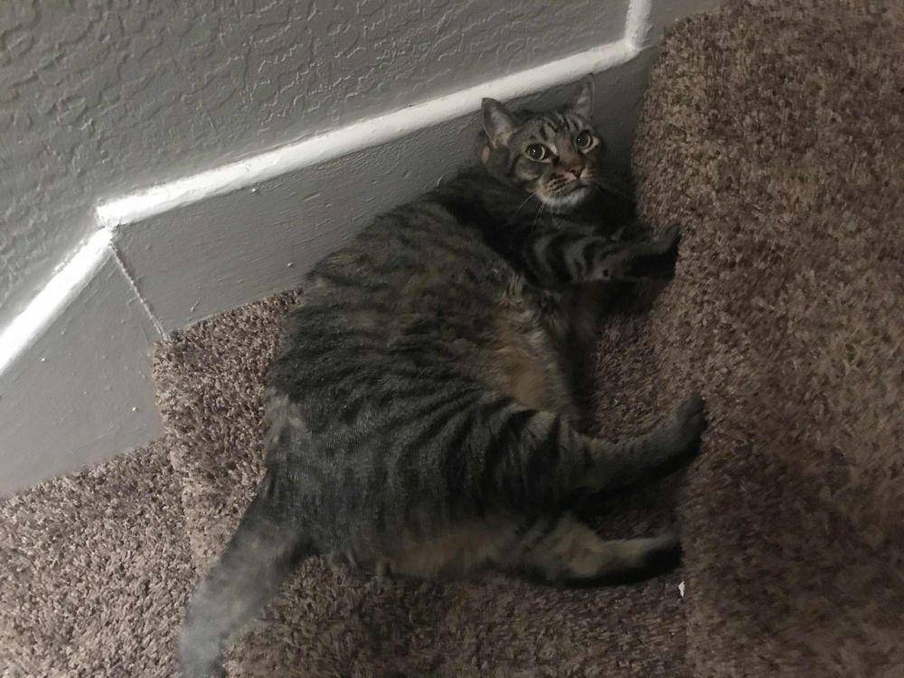 potret kucing gemoy nongkrong di tangga (reddit.com/r/Chonkers)