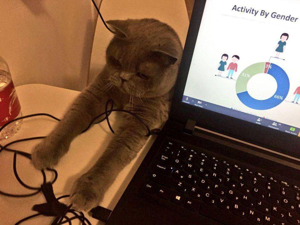 potret kucing jadi tukang servis barang elektronik (reddit.com/user/slendersherbet)