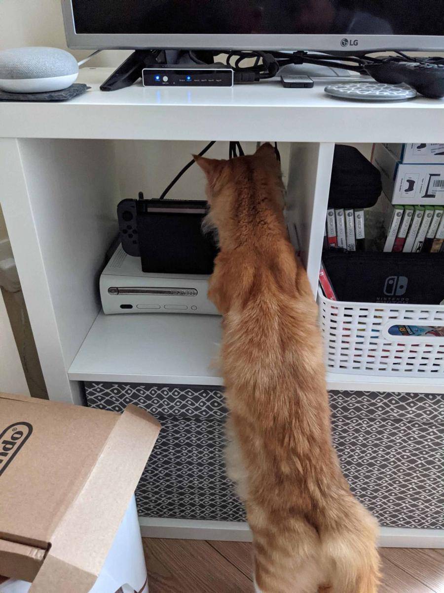 potret kucing jadi tukang servis barang elektronik (reddit.com/user/RealLifePusheen)