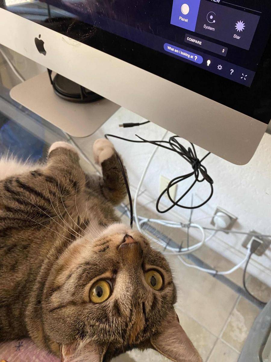 potret kucing jadi tukang servis barang elektronik (reddit.com/r/Catswithjobs)