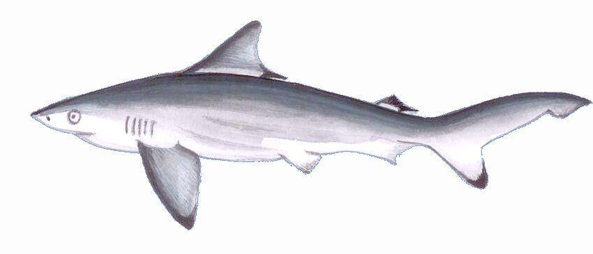 Wikimedia Commons/Zoological Survey of India