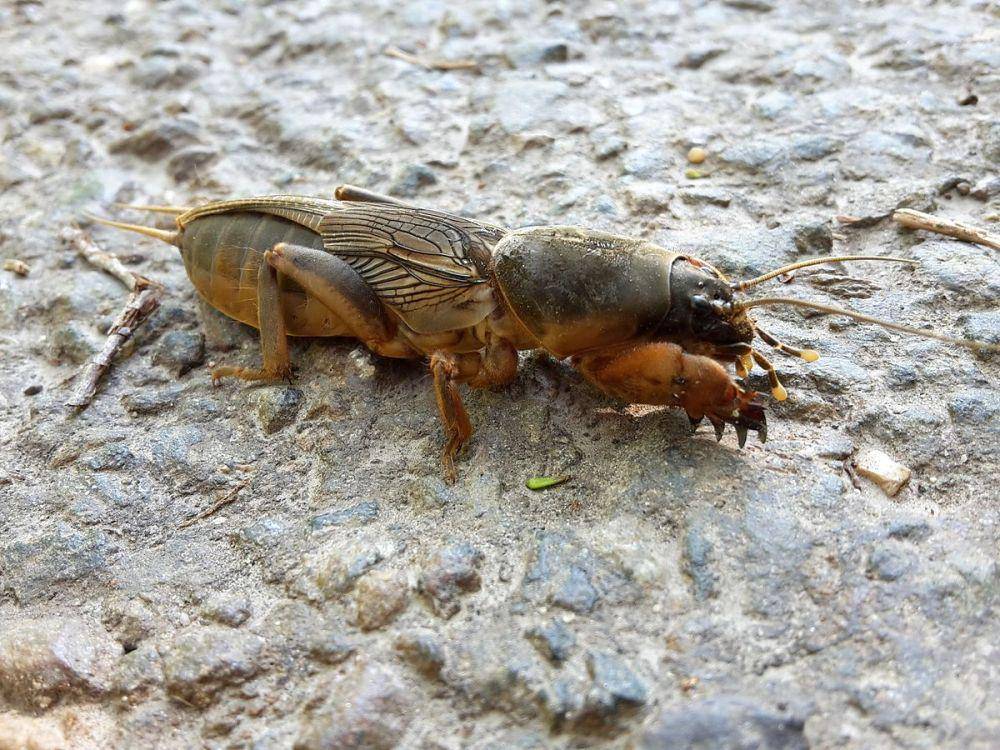 ilustrasi Gryllotalpa gryllotalpa (commons.wikimedia.org/Tobias b köhler)