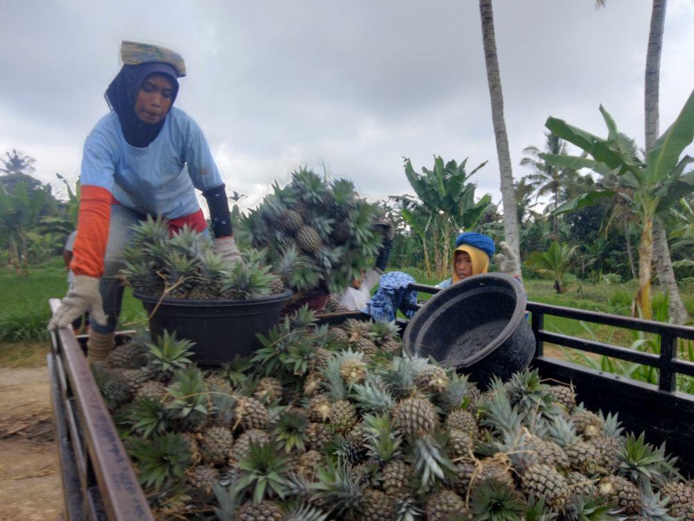 Harga Nanas Merangkak Naik, Pedagang dan Petani Lotim Girang