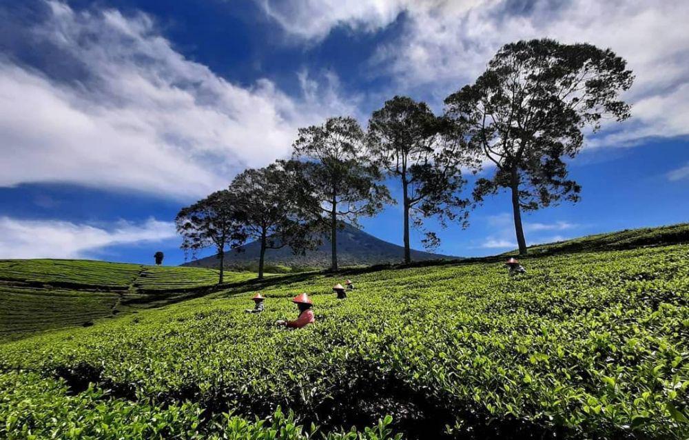 5 Kebun Teh Terindah di Sumatra, Ide Wisata yang Menyegarkan