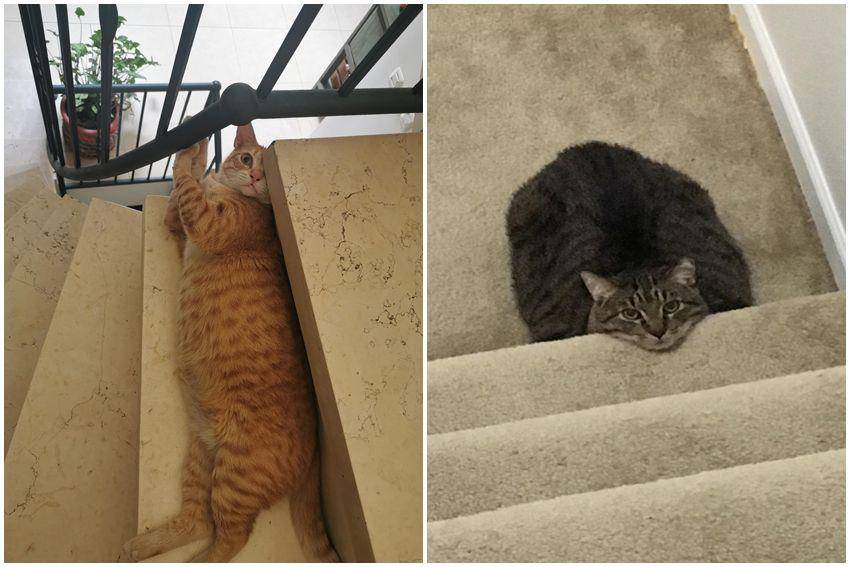 kolase potret kucing gemoy nongkrong di tangga (reddit.com/user/Guy24Levy | reddit.com/user/ENFIDL)