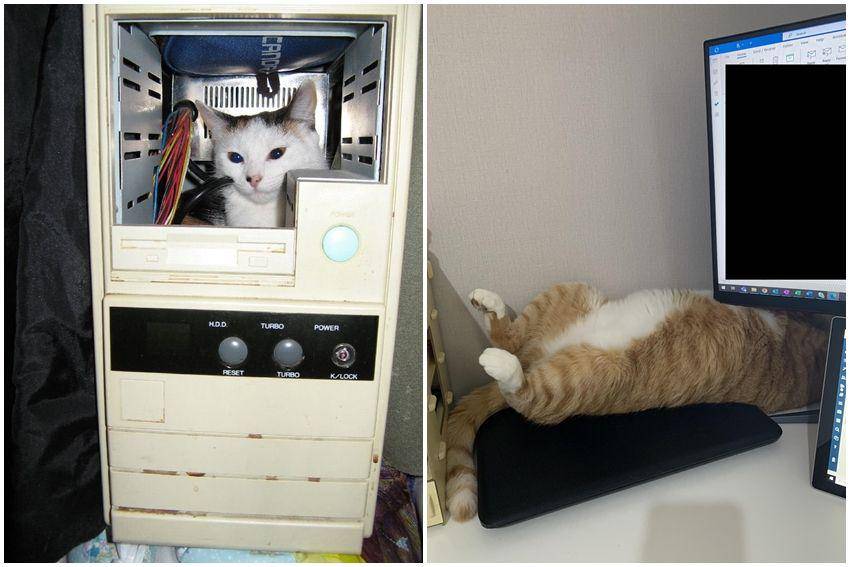 kolase potret kucing jadi tukang servis barang elektronik (reddit.com/user/froginatinyhat | reddit.com/user/likeliterellie)