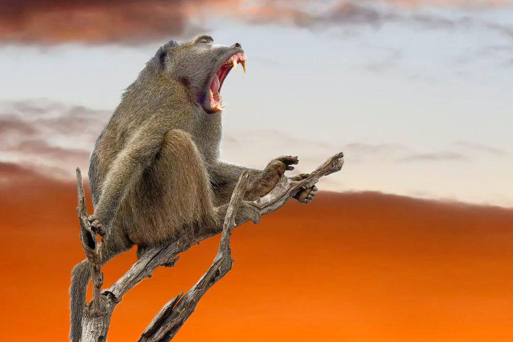 Babun (pexels.com/Frans van Heerden)