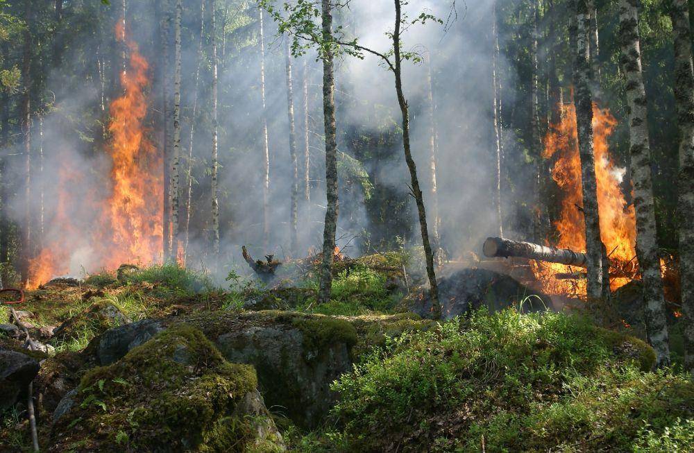 ilustrasi asap kebakaran hutan menyebabkan polusi udara (pexels.com/Pixabay)