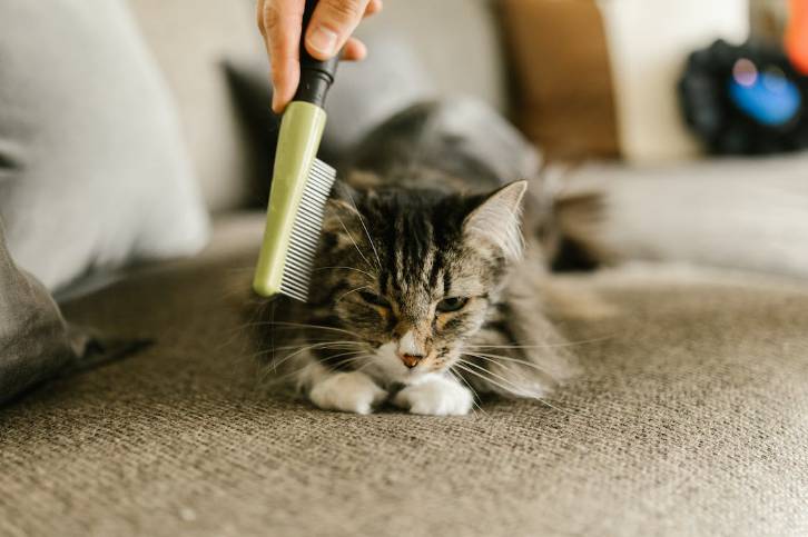 ilustrasi kucing (pexels.com/rdne)