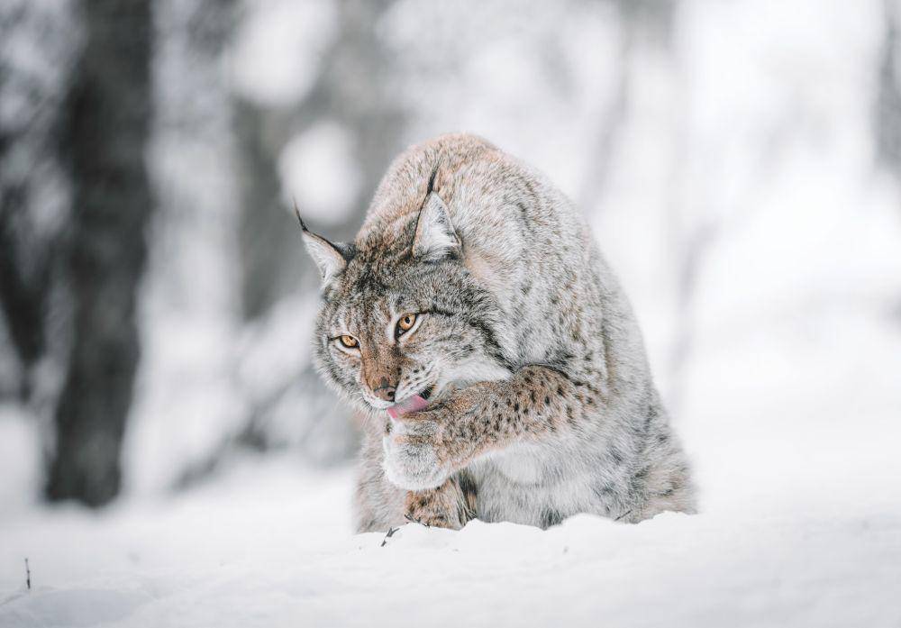 Lynx (unsplash.com/Federico Di Dio photography)